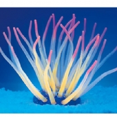 Neon Actinia Cari